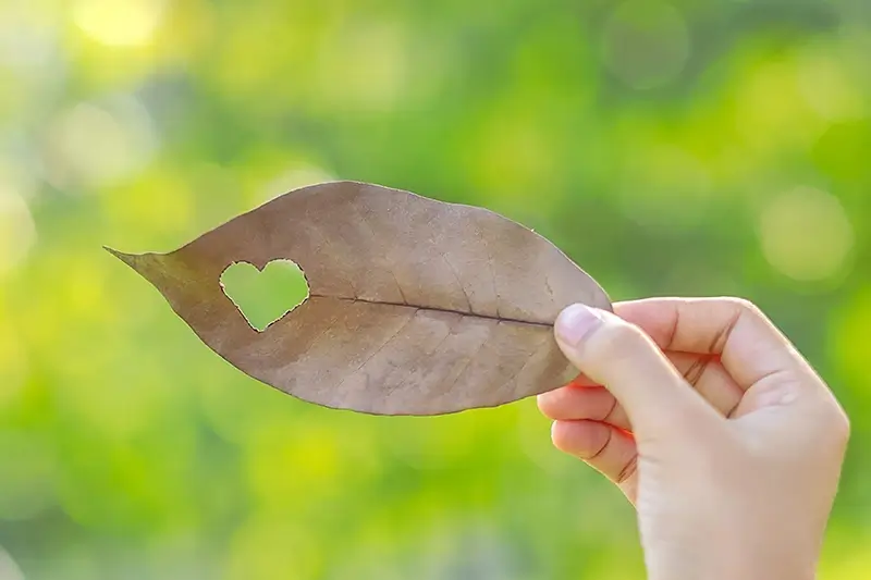 woman's hand holding a dry leaf with a heart shape cut out